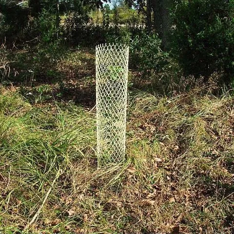 thumbnail for publication: Overview of How to Stop Damage Caused by Nuisance Wildlife in Your Yard